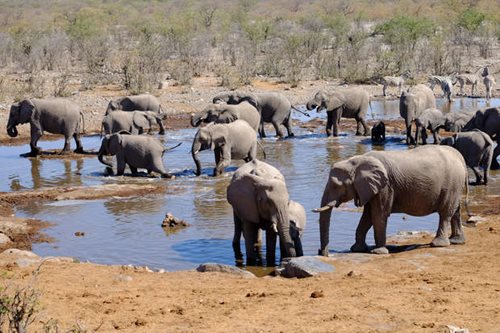 A herd of elephants at a waterhole in Etosha National Park, Namibia
