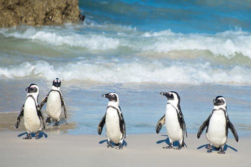 African penguins on the beach in South Africa