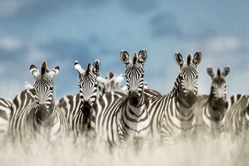 Herd of zebra on the Serengeti, Tanzania